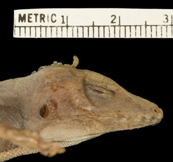 Media type: image;   Herpetology R-132371 Aspect: head lateral